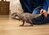 Schleich Prehistorické zvieratko - Carcharodontosaurus