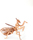 GRAINE CREATIVE 3D Puzzle Bogomolka 27 kosov