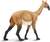 Safari® Macrauchenia