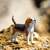 Safari® Pes Beagle