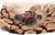 Maisto Tech RC, Bad Buggy, 2,4 Ghz