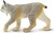 Safari® Kanadischer Luchs