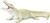 Safari® Aligator alb