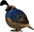 EUGY Wachtel 3D Kartonbausatz