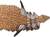 Safari® Sauropelta dinosaurus