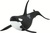 Safari® Orca