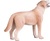 Mojo Labrador