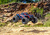Traxxas Stampede 4x4 1:10 VX3 RTR portocaliu