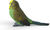 Schleich Tier - Wellensittich