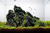 Dark Seiryu stone L (2-4 kg)