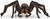 Schleich Harry Potter - Aragog
