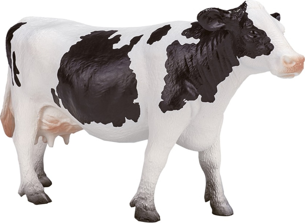 Mojo Kráva holštýnská