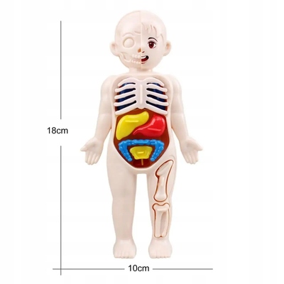 anatomicky-model-ludskeho-tela-hracka-lekar-pre-deti (5).jpg