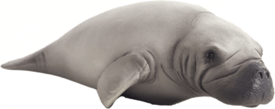387211_Manatee-540x234 (1).png