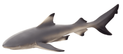 387357_Black_Tip_Reef_Shark-540x238.png