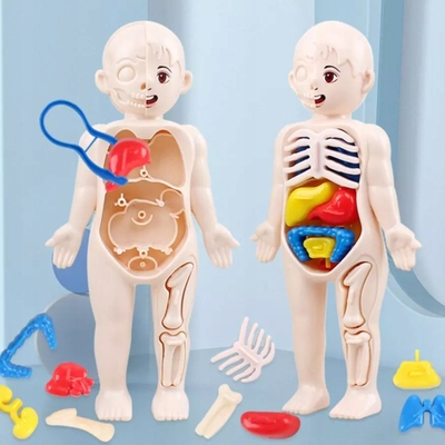 anatomicky-model-ludskeho-tela-hracka-lekar-pre-deti (4).jpg