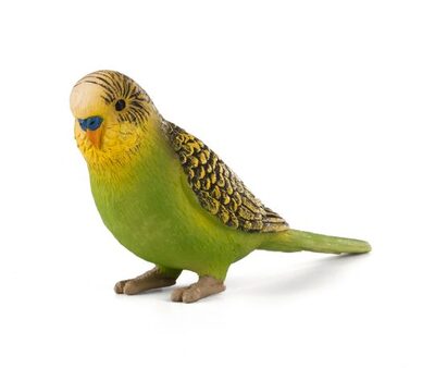 387262_BUDGERIGAR_GREEN-e1485444344434-540x456.jpg