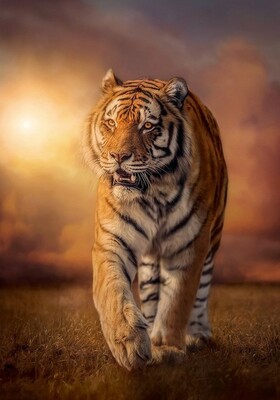 tiger-jigsaw-puzzle-1500-pieces.62397-1.fs.jpg