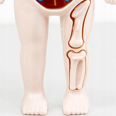 anatomicky-model-ludskeho-tela-hracka-lekar-pre-deti (6).jpg