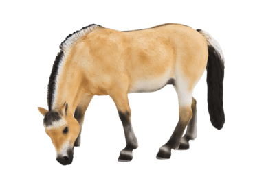 387148_Fjord_Mare1-540x360.png