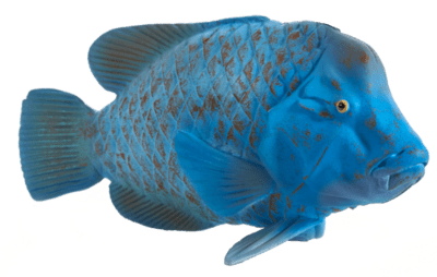 387356_Blue_Grouper-540x343.png