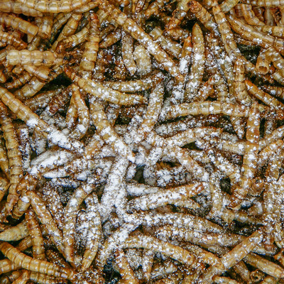 sera_Reptimineral_C_Detail.jpg