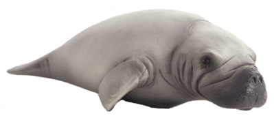 387211_Manatee-540x234 (1).png