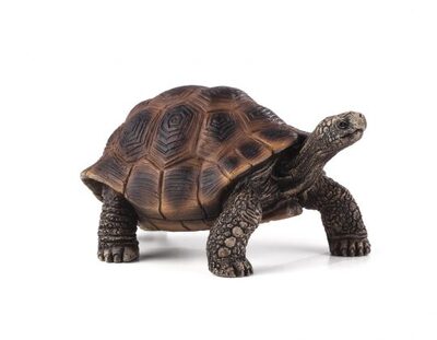 387259_GIANT_TORTOISE-e1485443639702-540x420.jpg