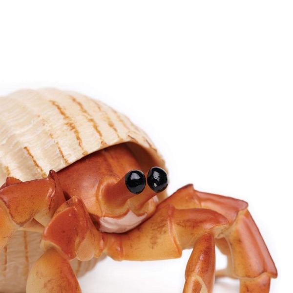 Safari® Krab poustevník (obrázek 3)