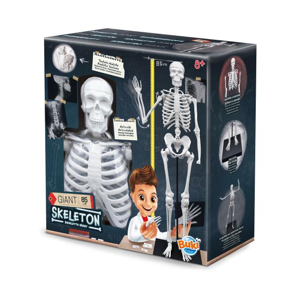 Lidská kostra 85cm (2181)