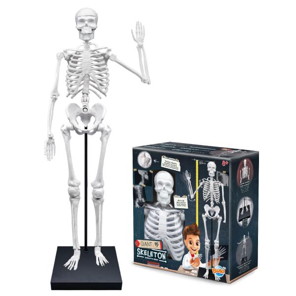 Ľudská kostra 85cm (2181)