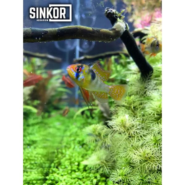 Sinkor LED II 15 cm WRB 5W s Wifi LED Control (obrázek 6)