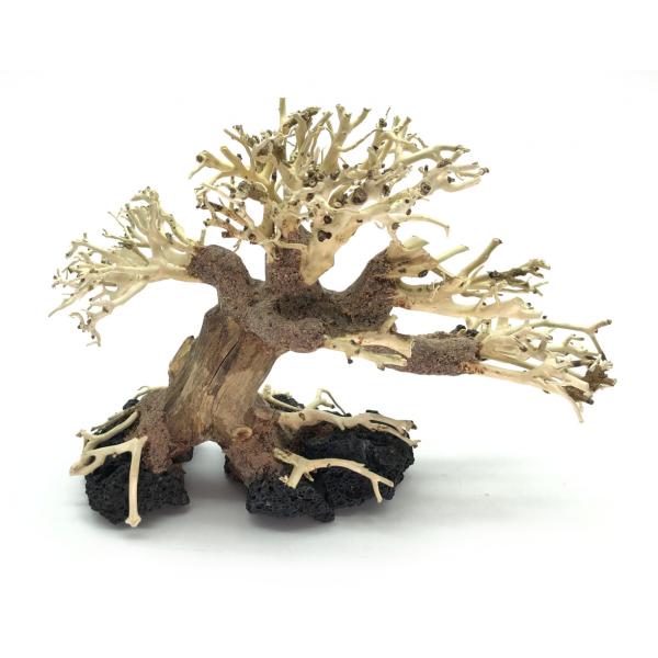 Bonsai Driftwood 20 x 15 x 16 cm N.28
