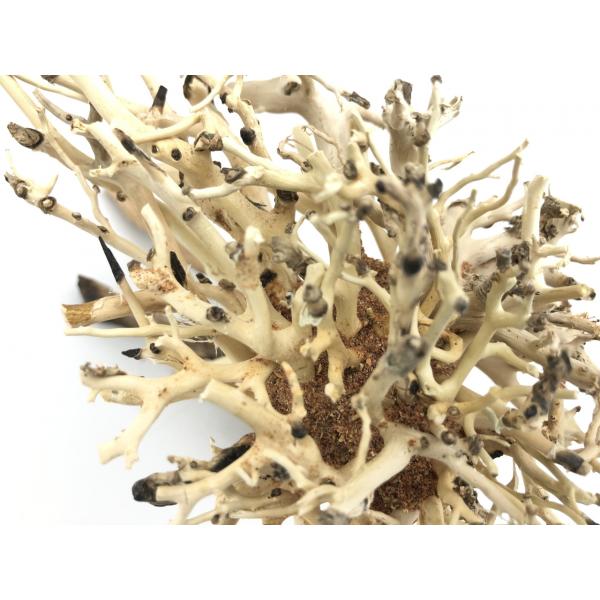 Bonsai Driftwood 15 x 12 x 13 cm č. 13