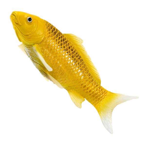 Mojo Kapor koi kin matsuba