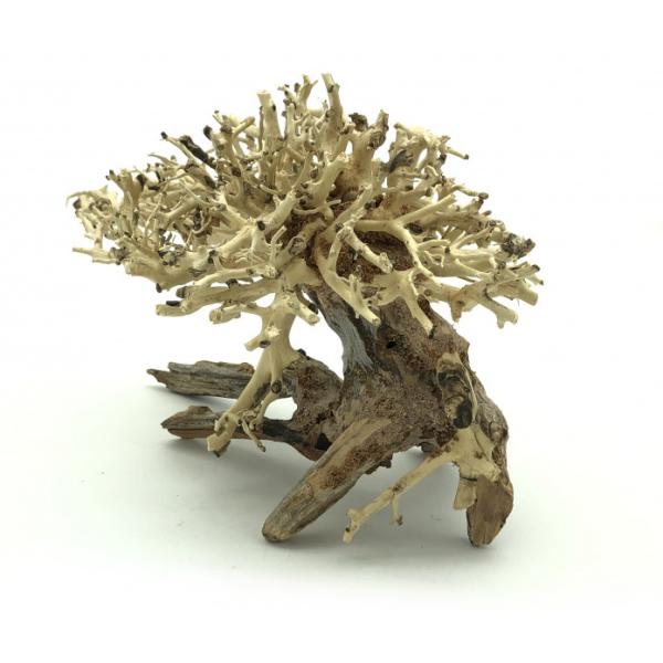 Bonsai Driftwood 20 x 15 x 16 cm č. 10