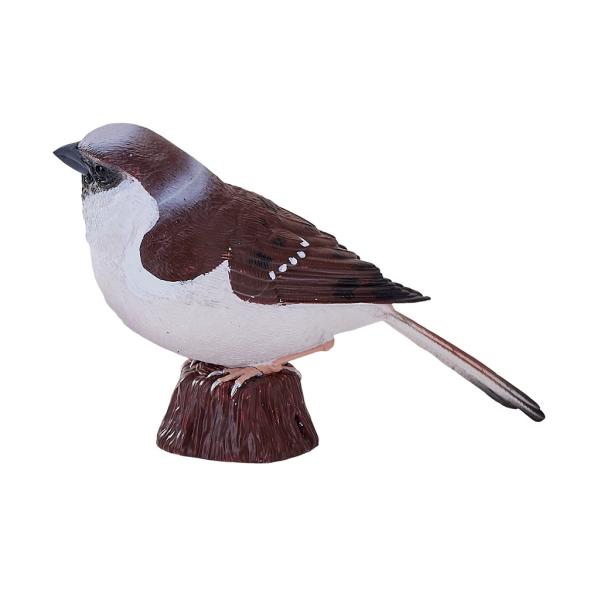 Můj Vrabec domácí