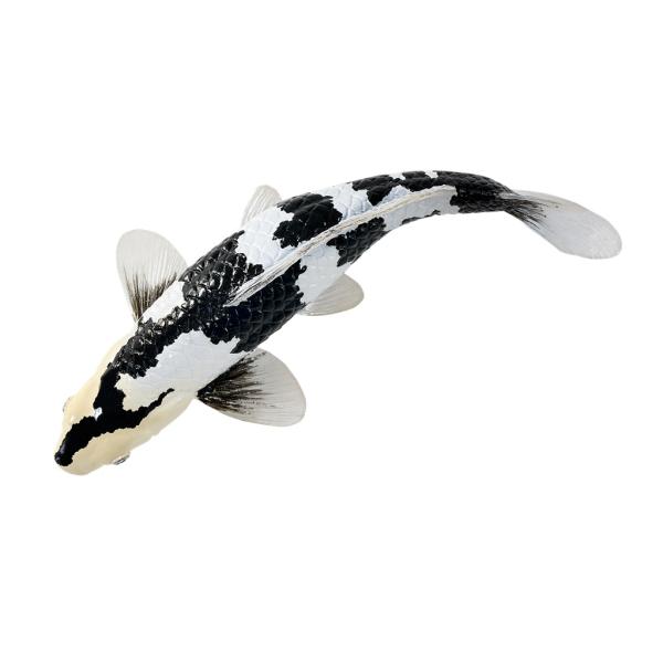 Mojo Kapor koi shiro utsuri (obrázek 5)