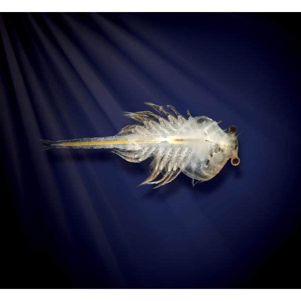 Vodní dráčci v akváriu s indikátorem teploty vody (obrázek 3)