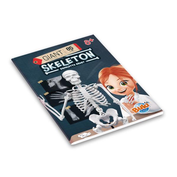 Lidská kostra 85cm (2181)