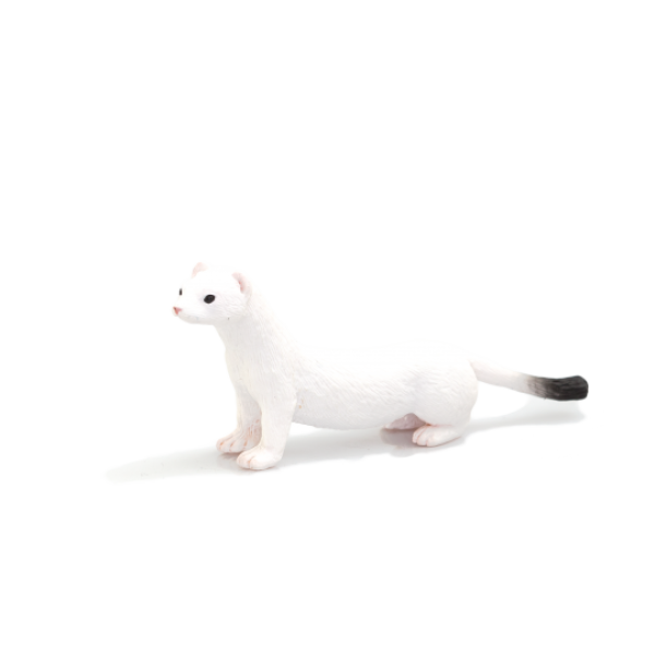 Mojo Lasice hranostaj zimní srst