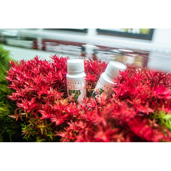 INVITAL pH kalibrační roztok 7.0