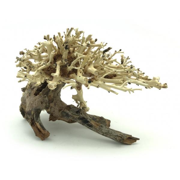 Bonsai Driftwood 20 x 15 x 16 cm N.10