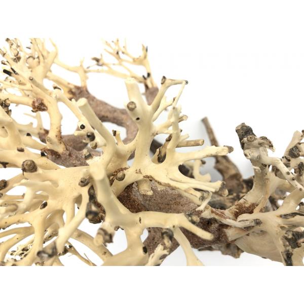 Bonsai Driftwood 25 x 20 x 23 cm č. 82