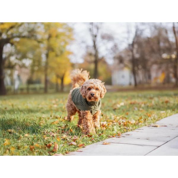 Svetr Trixie Norwood, S, olivově zelený, 33 cm