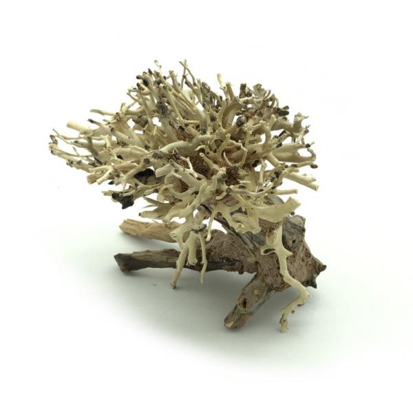 Bonsai Driftwood 15 x 12 x 13 cm č. 13