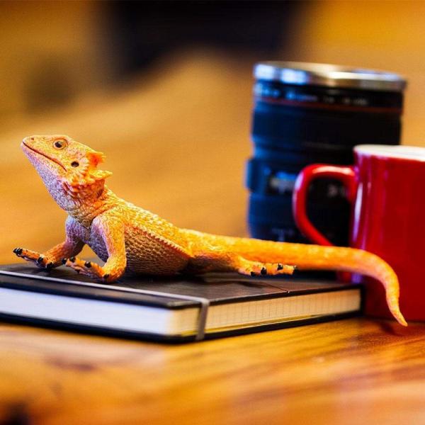 Safari® Agama vousatá (obrázek 3)
