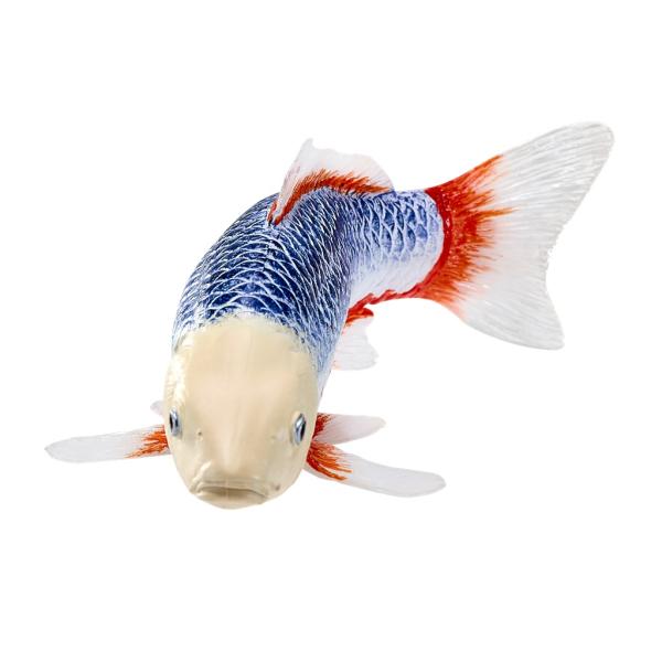 Mojo Kapor koi asagi (obrázek 5)