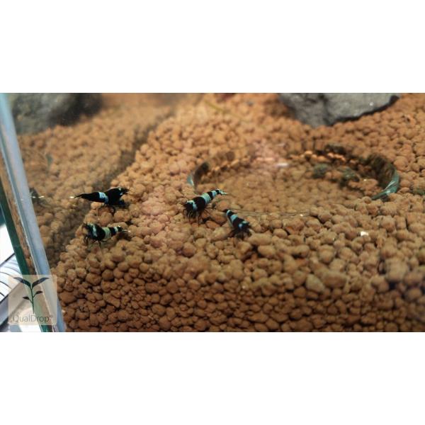 INVITAL Japonská půda 8 l Prášek hnědý japonský substrát