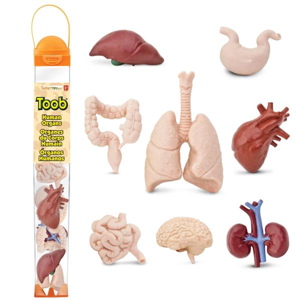 Safari® Toob Lidské orgány 8 kusů